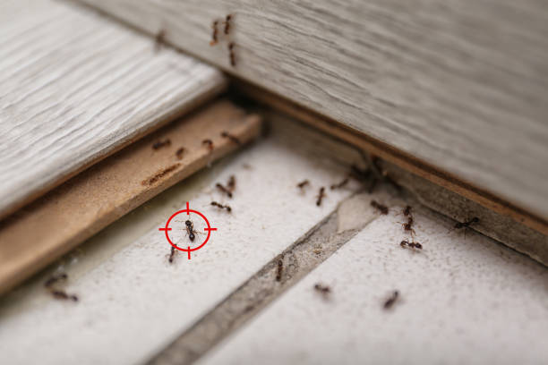 Best Termite Control Services  in Jeffersonville, IN