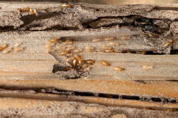Best Emergency Pest Control  in Jeffersonville, IN